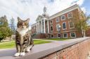 Max the cat is a beloved member of the university community (Rob Franklin/Vermont State University via AP)