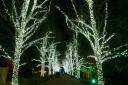 The avenue of lights at the Christmas at Kenwood light trail 2021