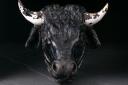 A John Bell foundry cast iron bull's head is going under the hammer