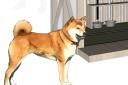 The Inu-Goya kennel was inspired by the architects' resident Shiba Inu Alfie. Picture: Brian O'�Tuama Architects