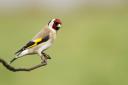A Goldfinch perching on a small twig by Gideon Knight
