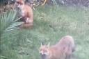 Muswell Hill foxes. Picture: ruffco.studio