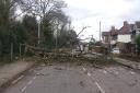 Storm Doris blew down this tree in Upper Brentwood Road, Gidea Park.