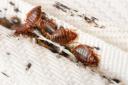 Londoners warned of bedbugs as Paris invasion heads to the capital