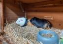 Guinea pigs Hector and Horace were found abandoned near a park in Copenhagen Street, Islington