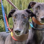 Rescue dogs in north London like Sandy and Danny are looking for a new home this winter
