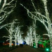 The avenue of lights at the Christmas at Kenwood light trail 2021