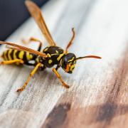 It's best to seek professional pest control advice to help you get rid of a wasp infestation and reduce the risk of you being stung or not completely getting rid of the problem.