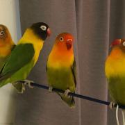Miguel Fernandez's three-year-old female lovebird Caracola, with the black masked head and a red beak, is missing