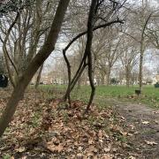 Police were called after reports that a teenage girl was raped in Highbury Fields in the early hours of Saturday morning (November 26)