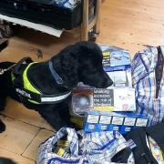Cooper the sniffer dog helped Islington Council seize more than 4,000 packs of illegal cigarettes at Naz Organic in Holloway Road last year