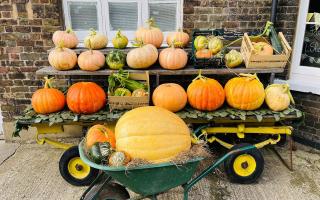 A pumpkin display at Kentish Town City Farm
