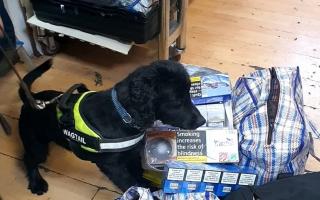 Cooper the sniffer dog helped Islington Council seize more than 4,000 packs of illegal cigarettes at Naz Organic in Holloway Road last year